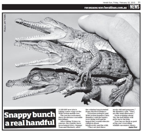 Crocodile hatchlings