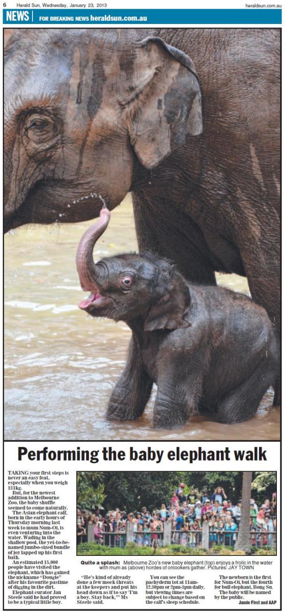 Herald Sun - Elephant Article (Print) 2