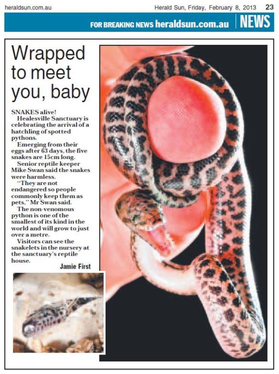 Herald Sun - Spotted Pythons