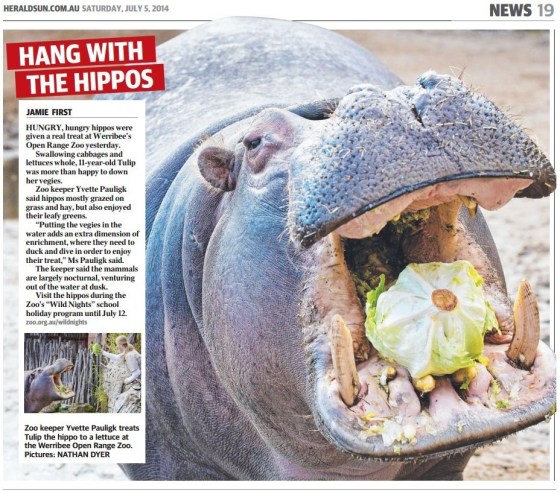 Hungry Hippo