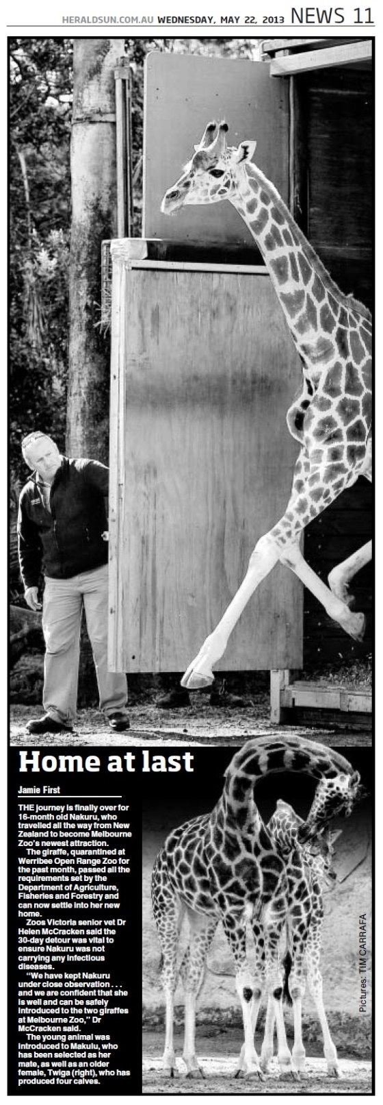 Melbourne Zoo Giraffe